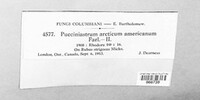 Aculeastrum americanum image